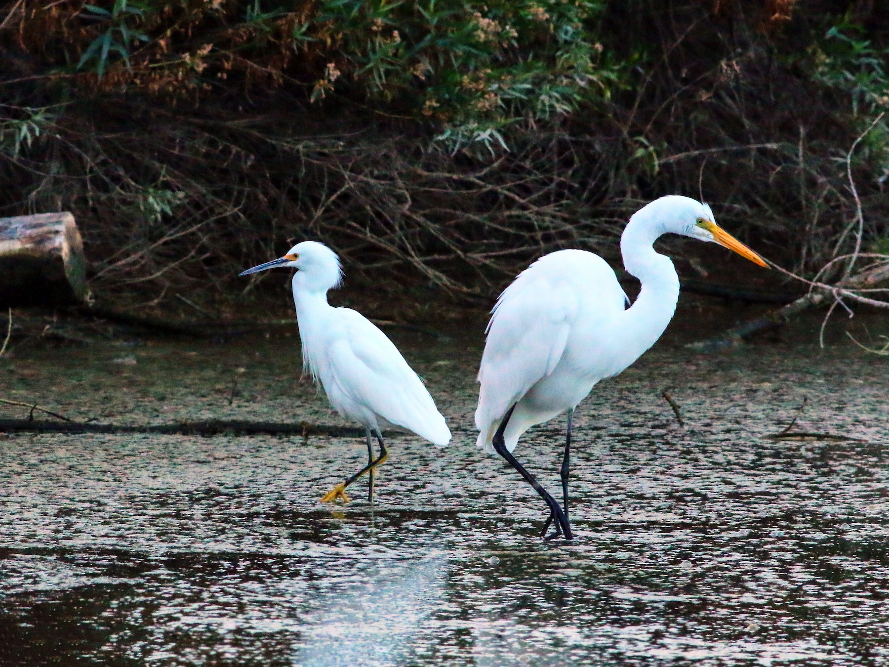 Great Egret - Splash