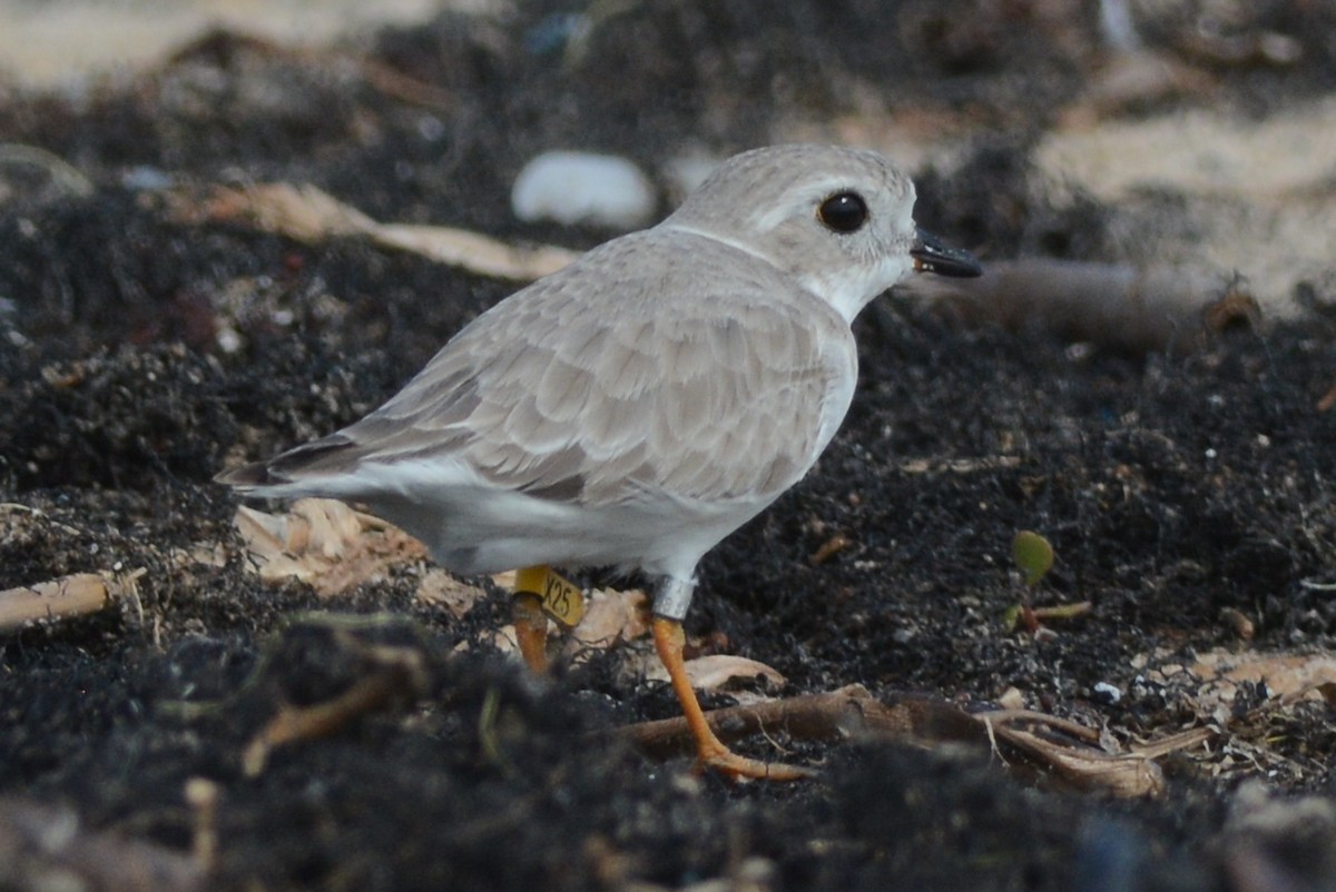 Piping Plover - ML70610711