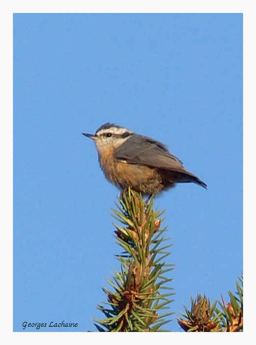 Red-breasted Nuthatch - Georges Lachaîne