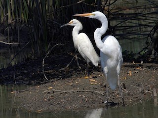 成鳥 (with Great Egret) - DigiBirdTrek CA - ML70611011