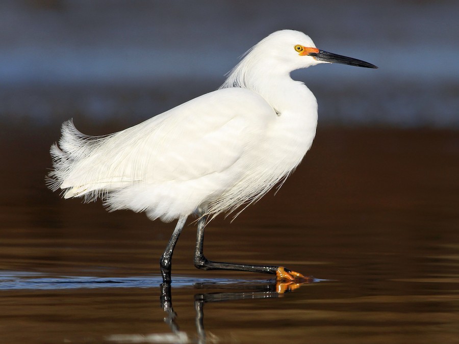 Snowy Egret - Egretta thula - NatureWorks