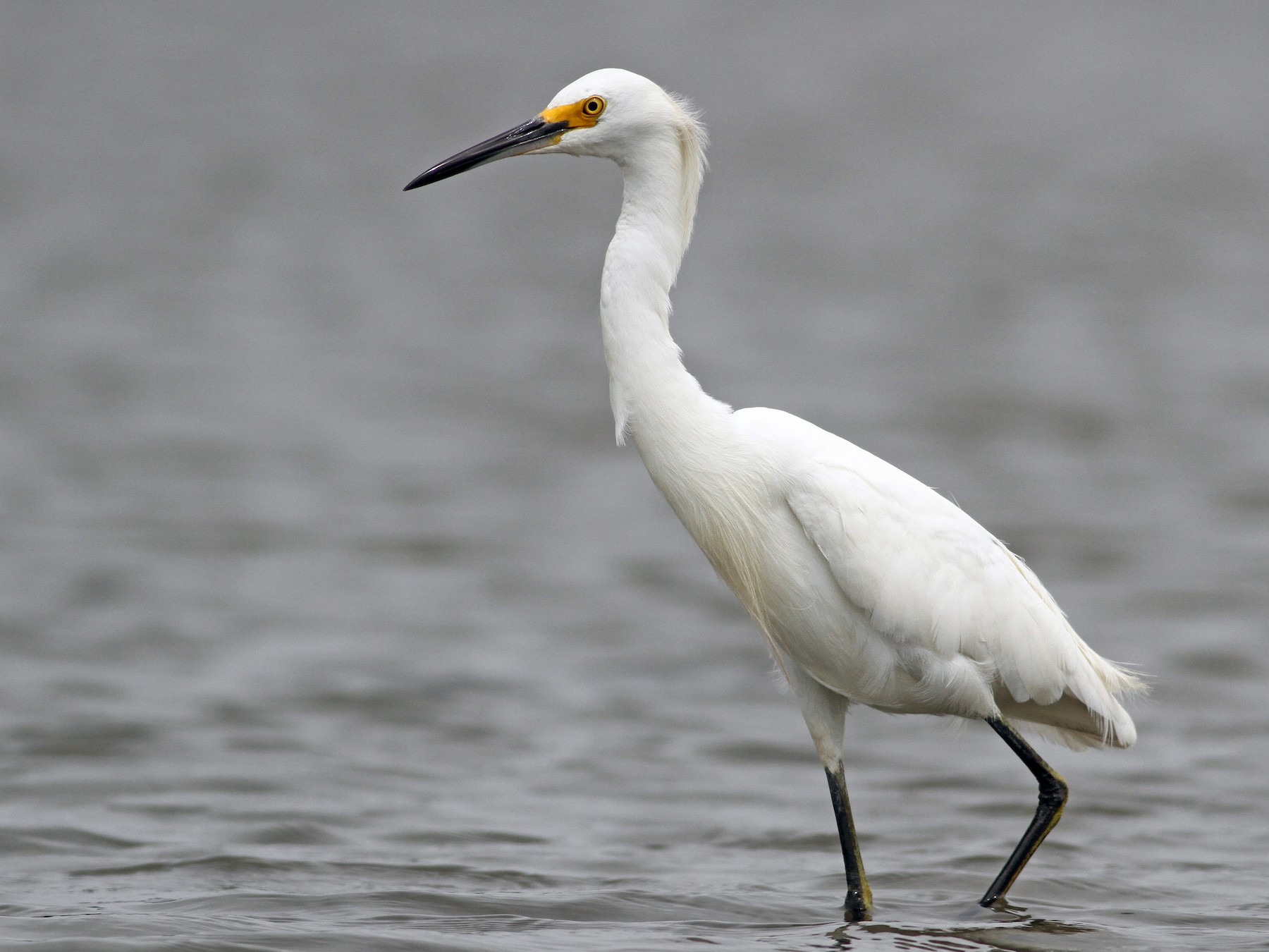 Snowy Egret - Egretta thula - NatureWorks