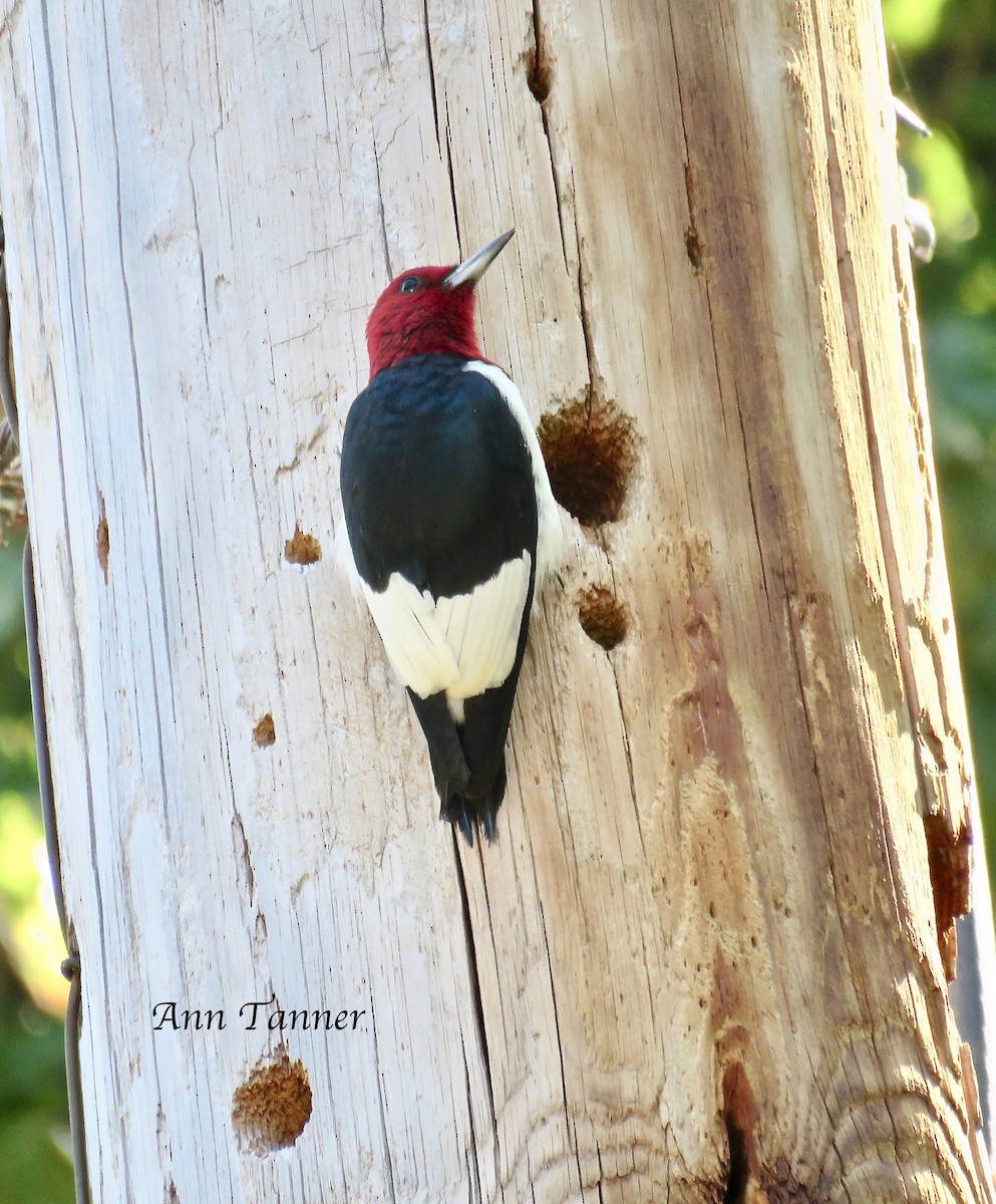 Red-headed Woodpecker - ML70611171
