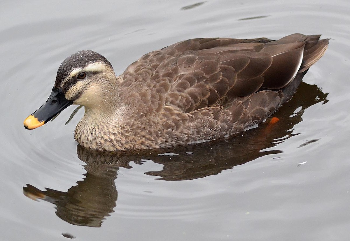 Eastern Spot-billed Duck - A Emmerson