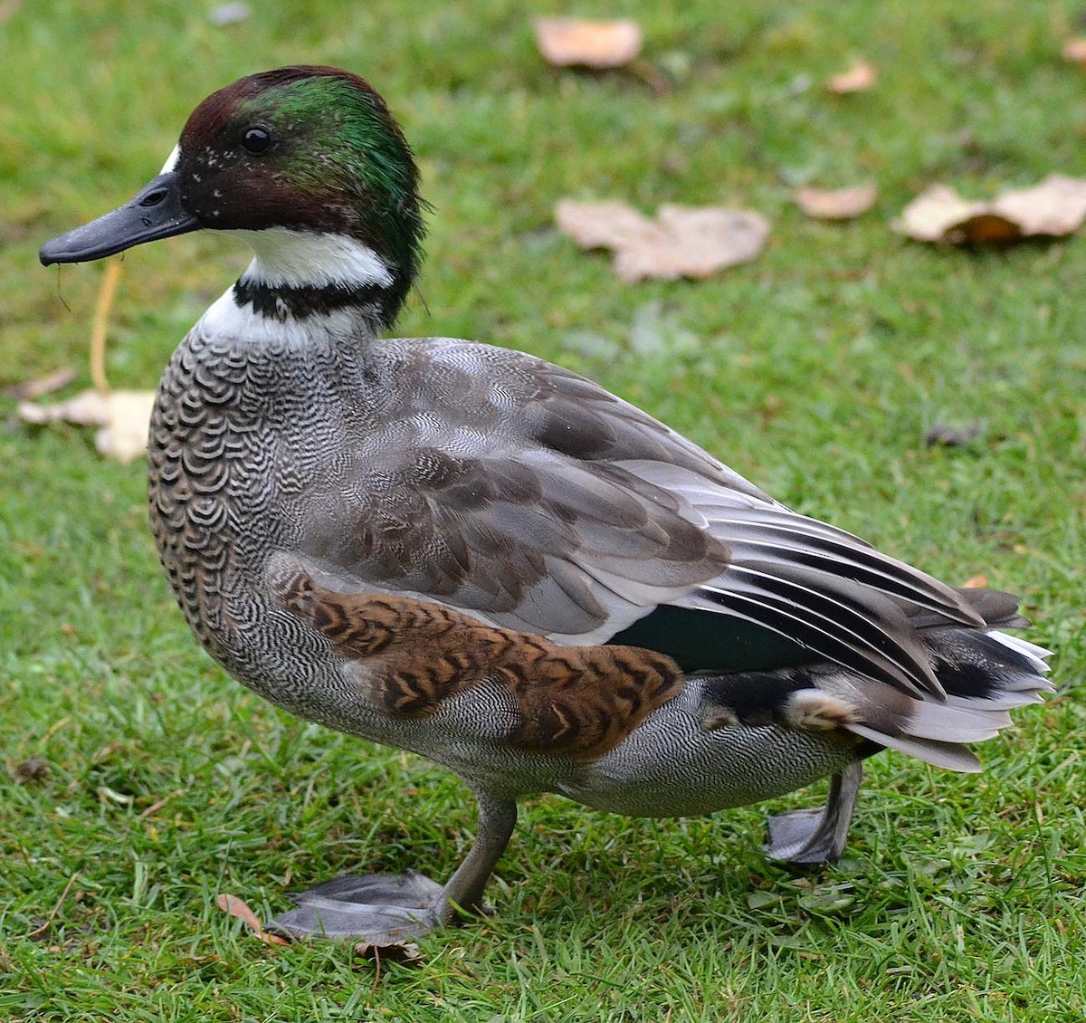 Falcated Duck - A Emmerson