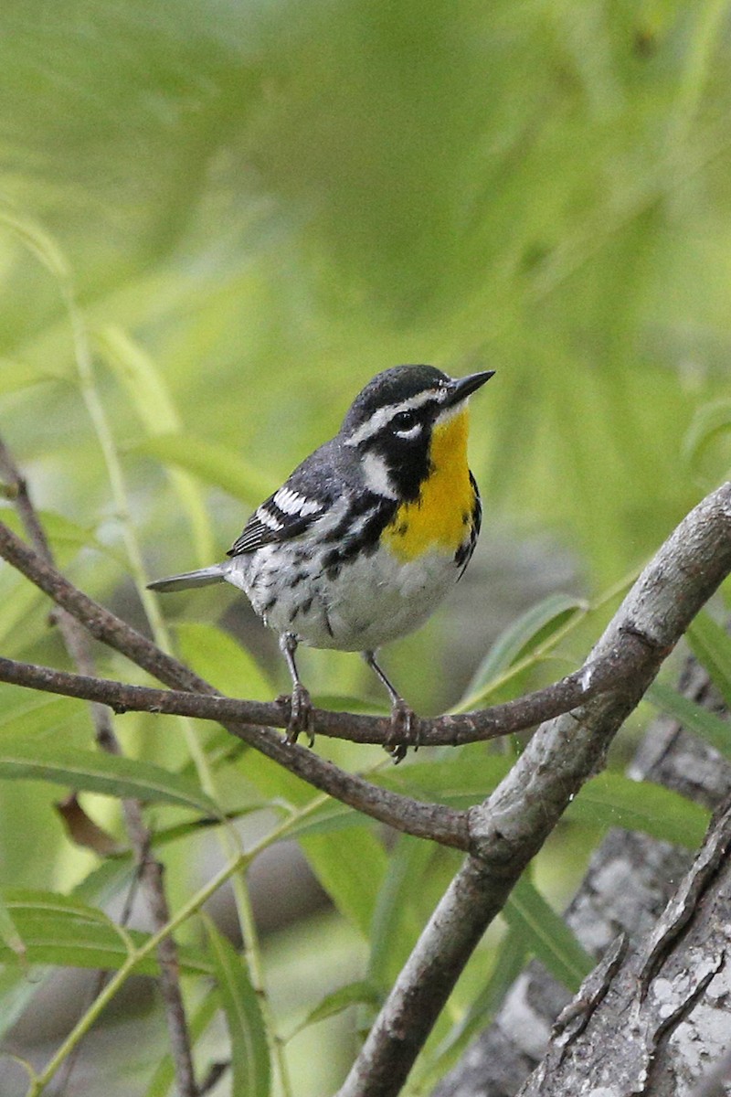 Yellow-throated Warbler - Laura Keene