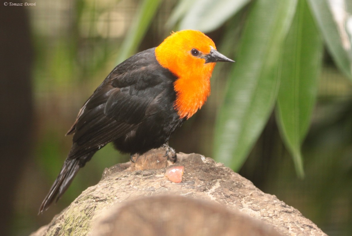 Scarlet-headed Blackbird - Tomasz Doroń