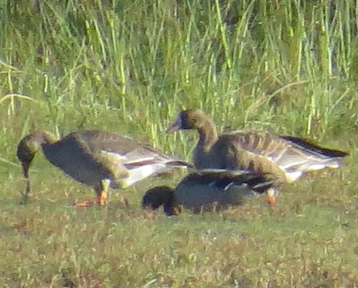 Greater White-fronted Goose - ML70614011