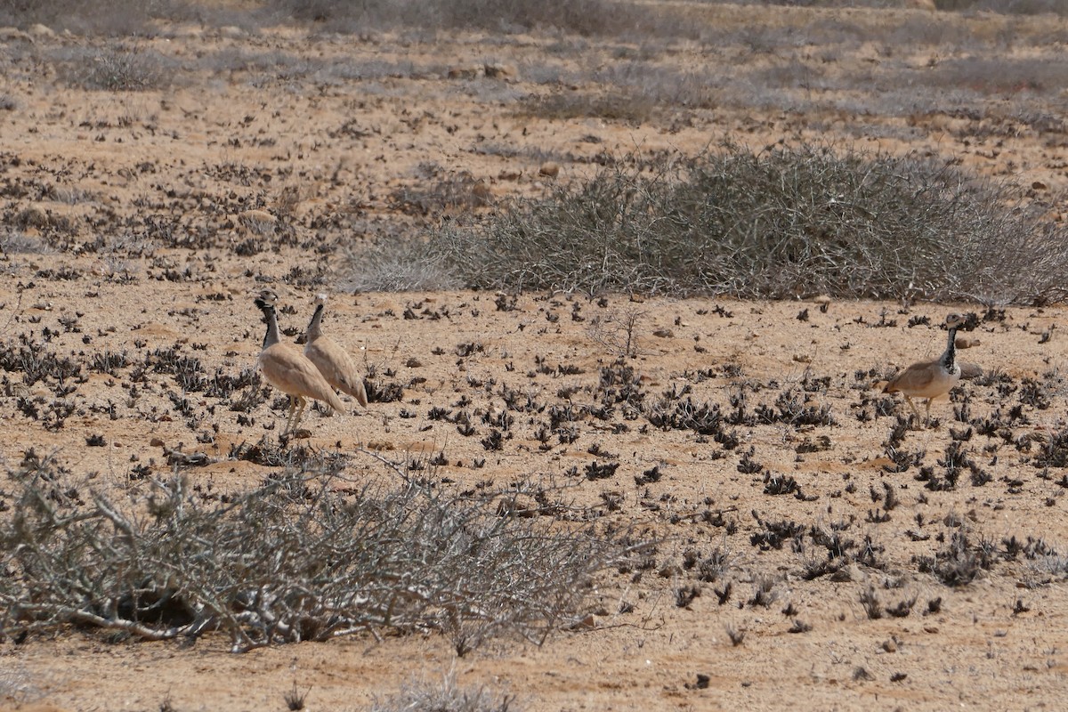 Намибийский корхан - ML70615161