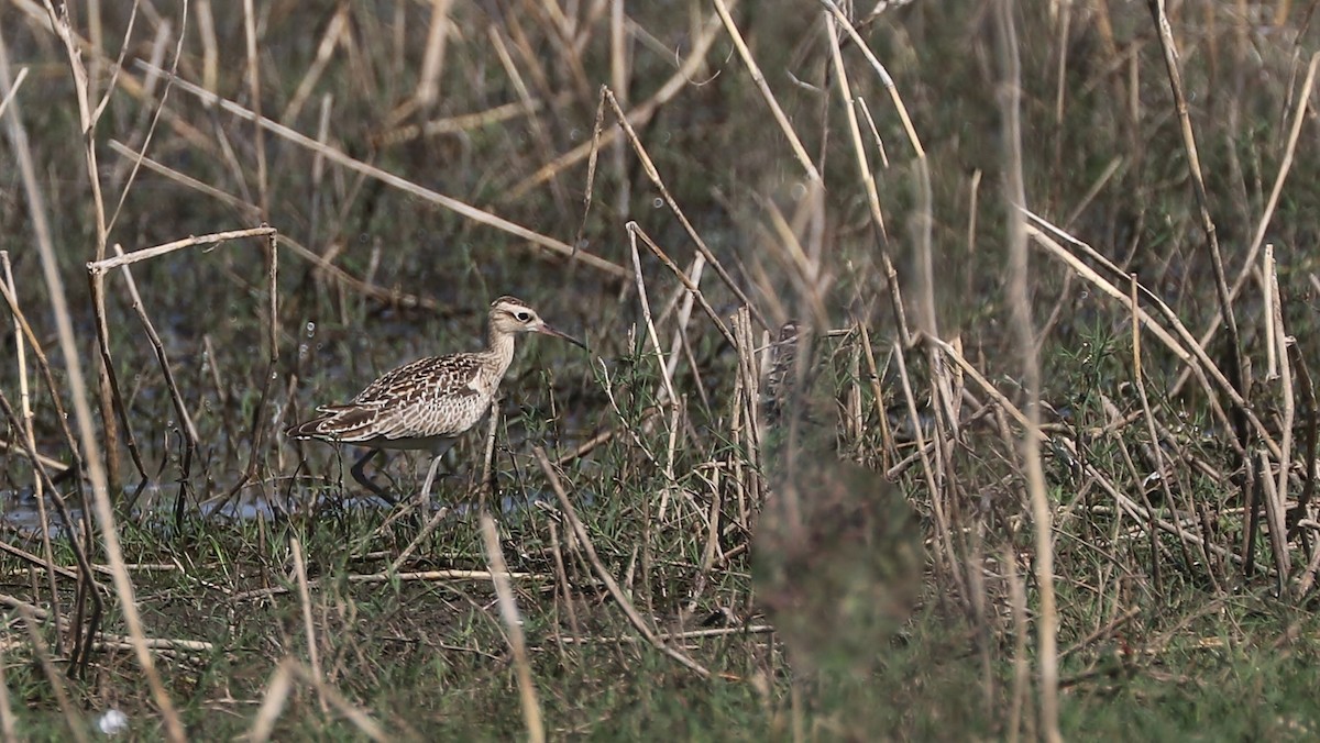 Little Curlew - Rick Franks