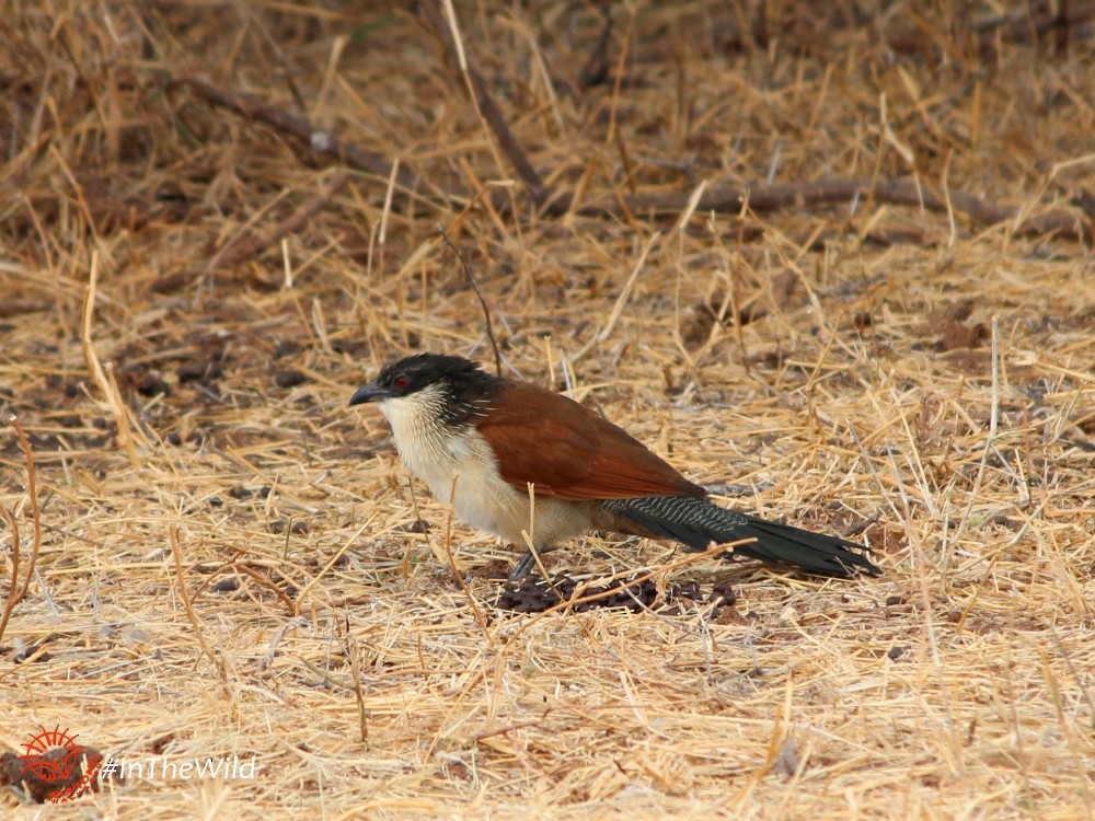 White-browed Coucal (Burchell's) - Janine Duffy