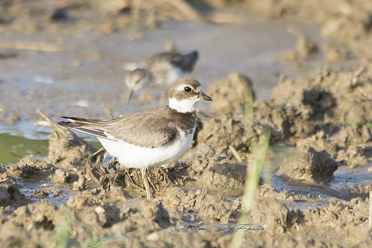 Semipalmated Plover - Jerome Foster