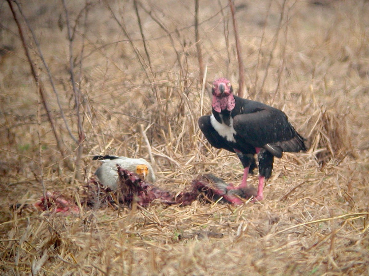 Red-headed Vulture - ML70618681