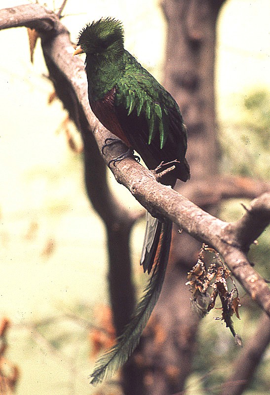 Resplendent Quetzal - raniero massoli novelli