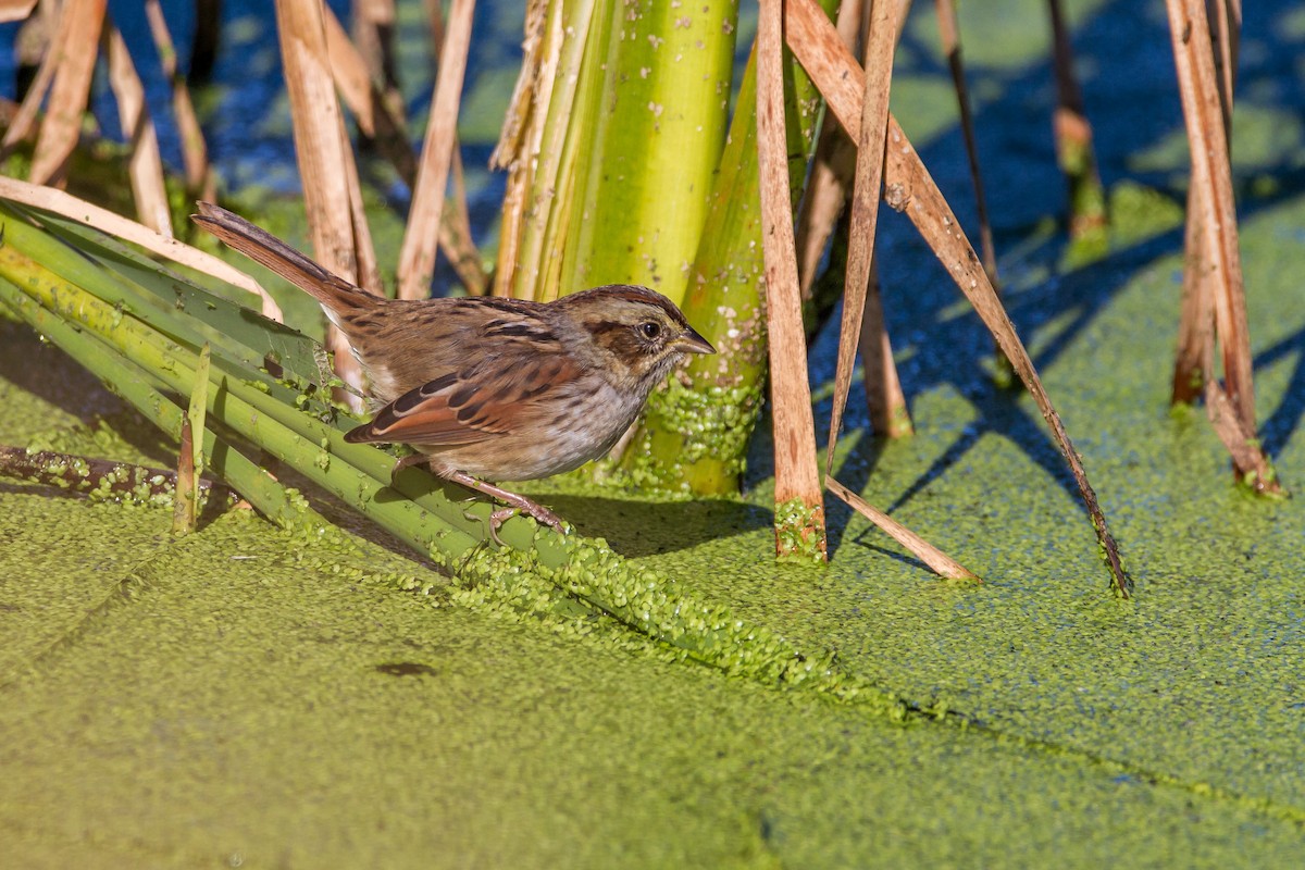 Swamp Sparrow - Bruce Gates