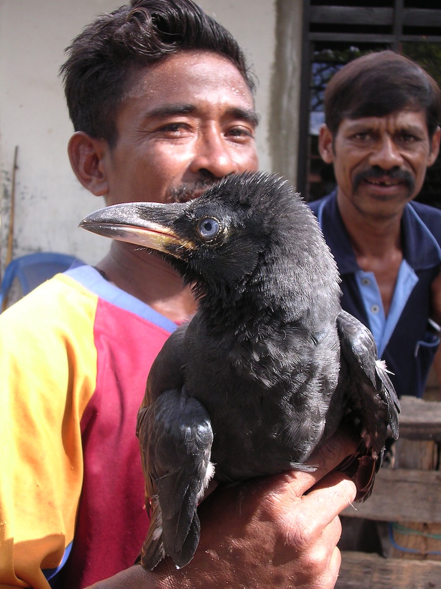 Large-billed Crow - Colin Trainor