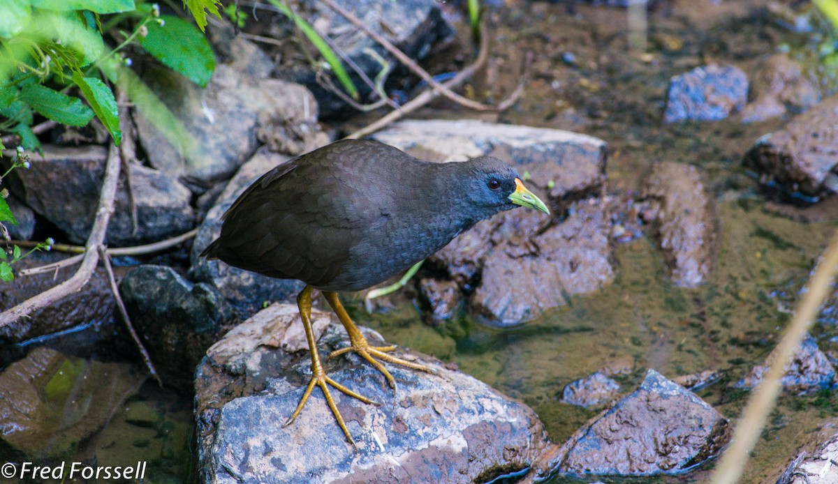 Pale-vented Bush-hen - Fred Forssell