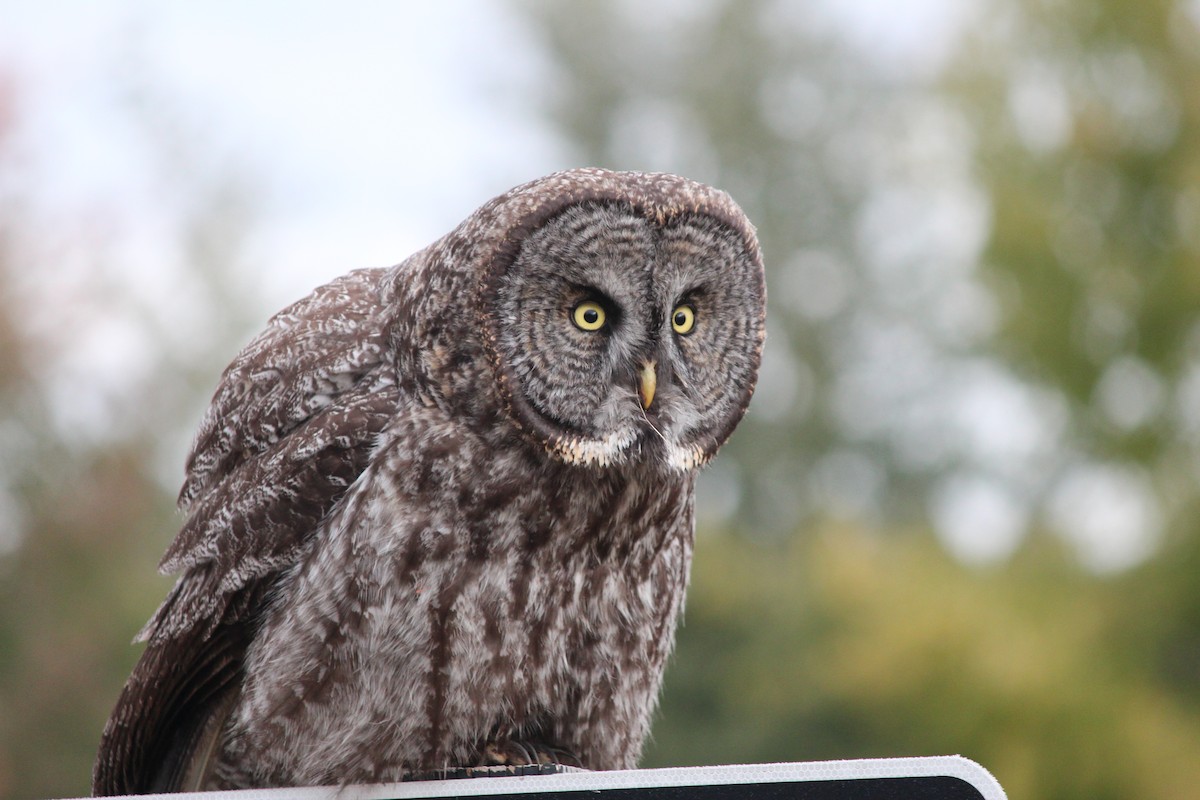 Great Gray Owl - Milton Vine