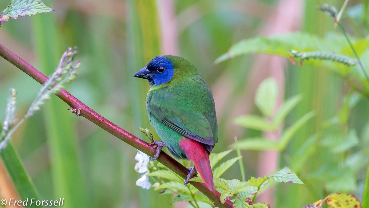 Blue-faced Parrotfinch - ML706214