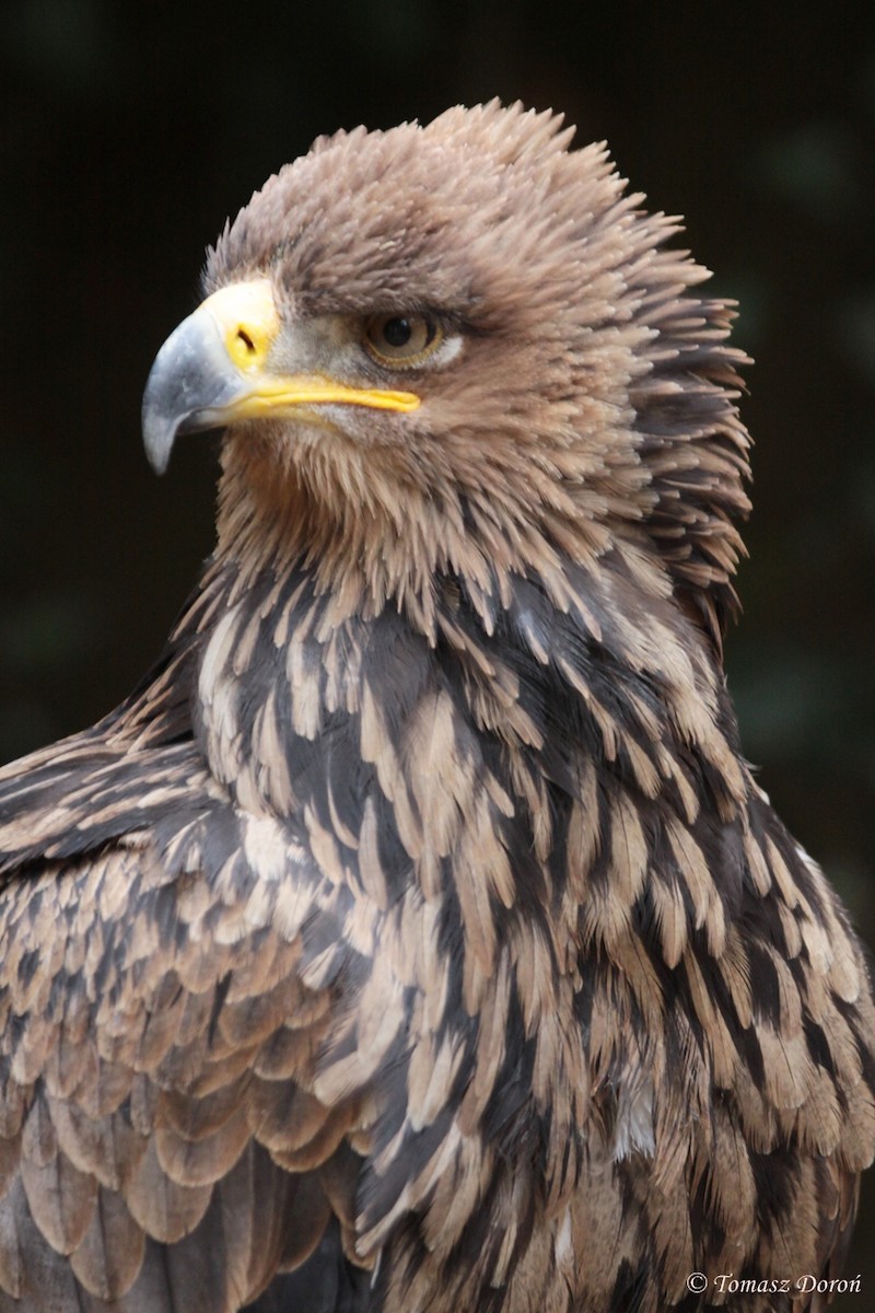 Tawny Eagle - Tomasz Doroń