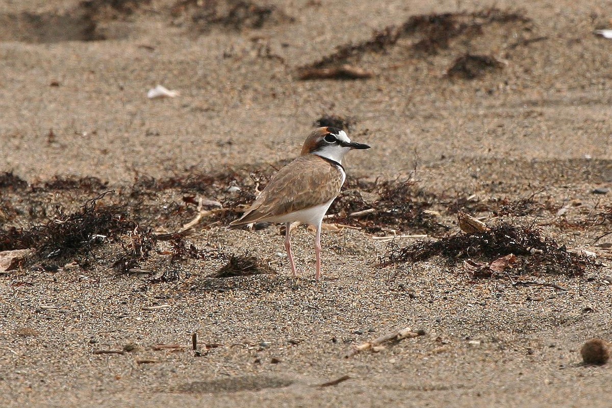 Collared Plover - ML70623341