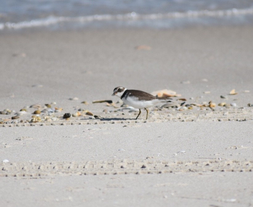 Semipalmated Plover - Steven Weiss
