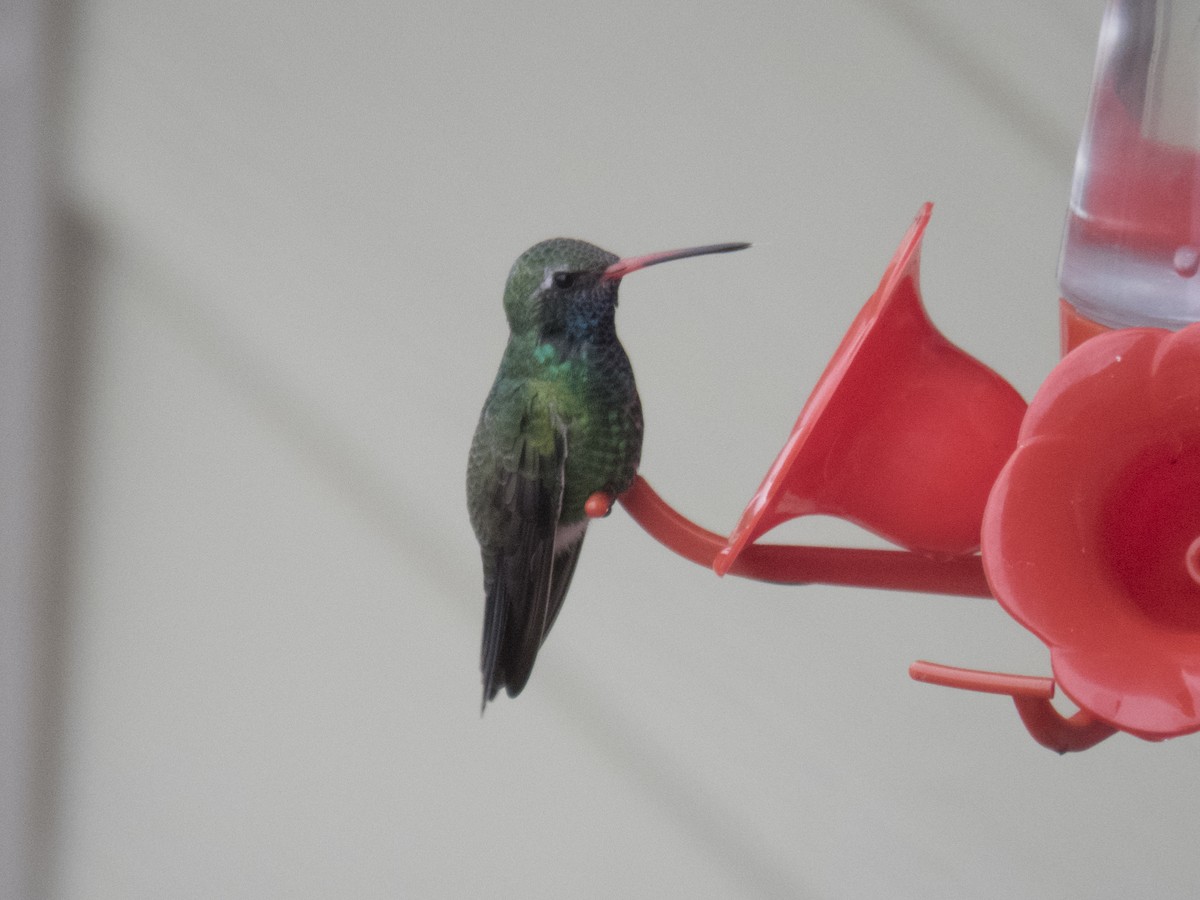 Broad-billed Hummingbird - Glenn Kincaid