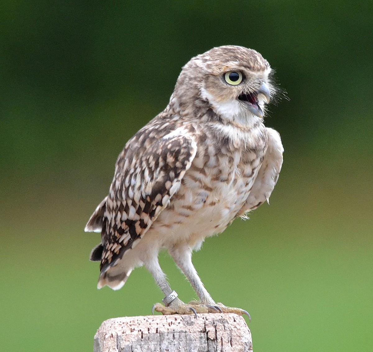 Burrowing Owl - A Emmerson