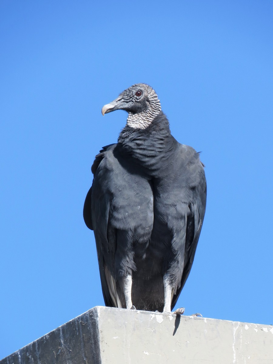 Black Vulture - WS Barbour
