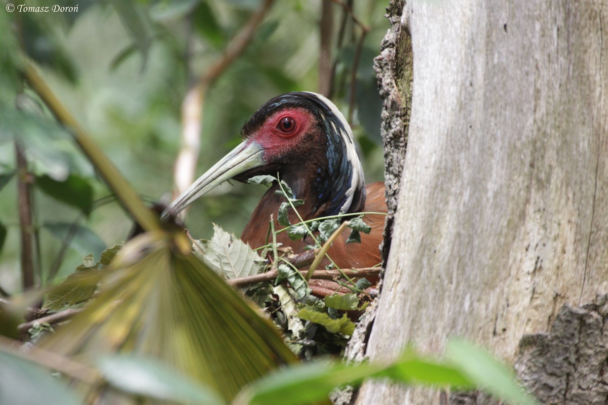 Madagascar Ibis - Tomasz Doroń