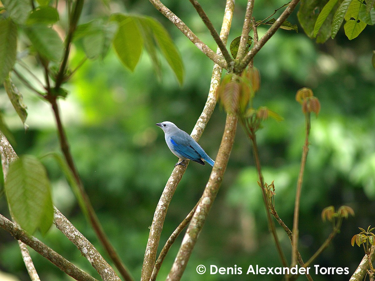 Blue-gray Tanager - ML706271