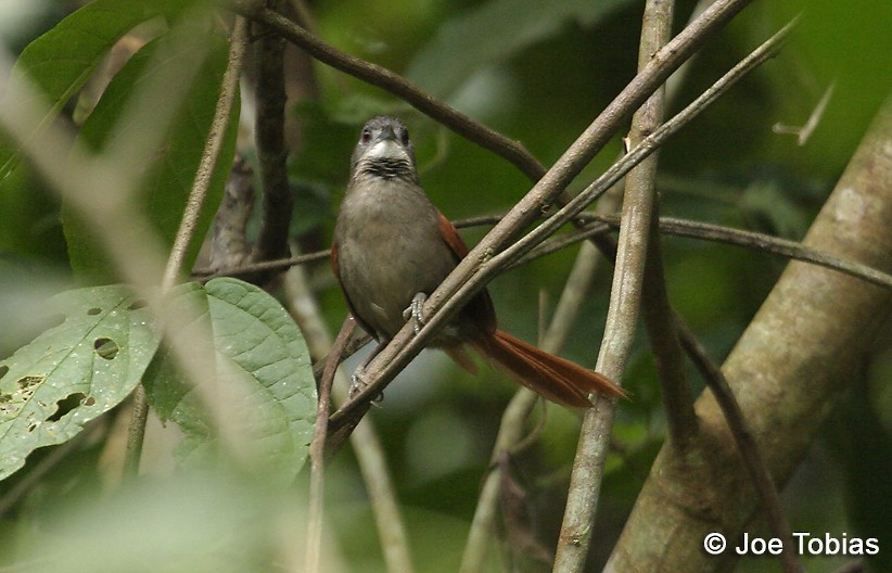 Plain-crowned Spinetail - ML706298