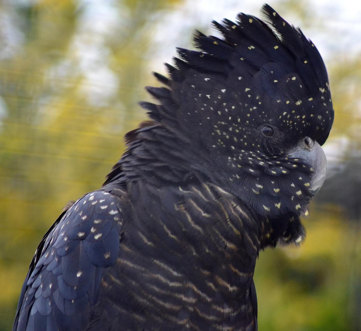 Red-tailed Black-Cockatoo - A Emmerson