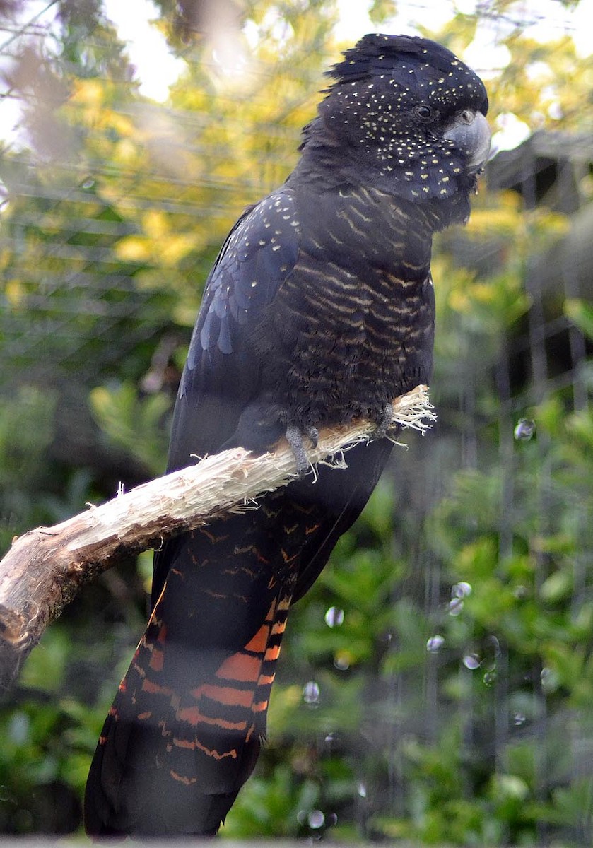 Red-tailed Black-Cockatoo - A Emmerson