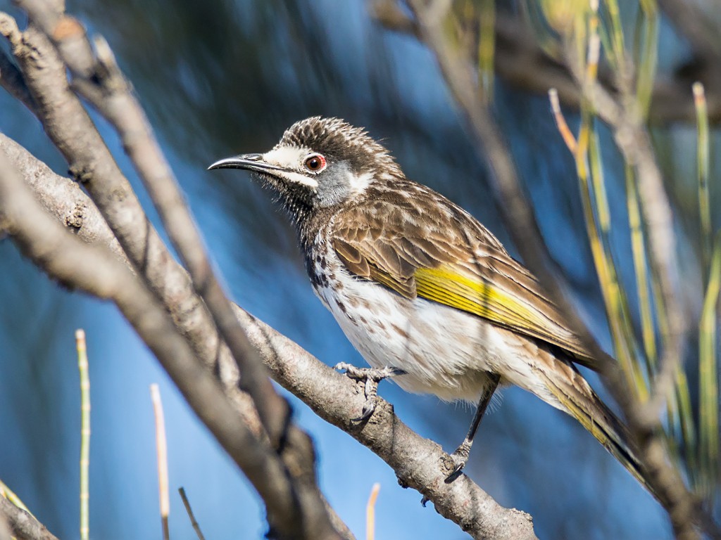 White-fronted Honeyeater - David and Kathy Cook