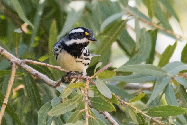 Black-throated Gray Warbler