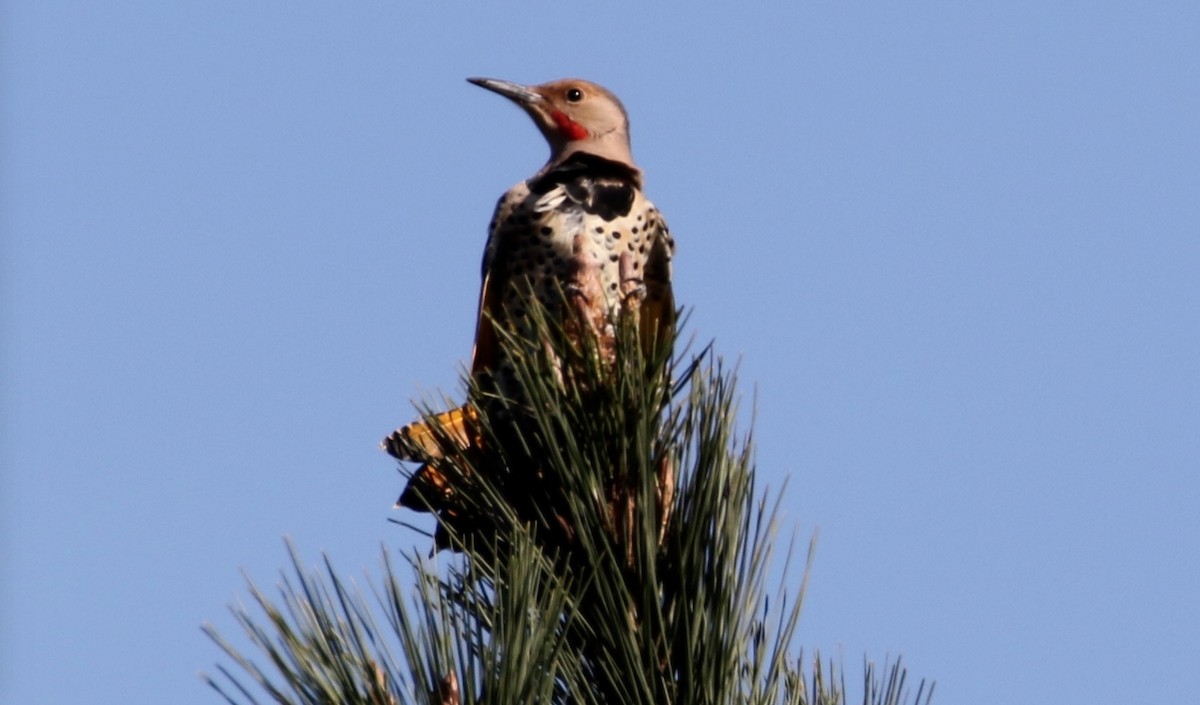 Northern Flicker (Yellow-shafted x Red-shafted) - ML70632711