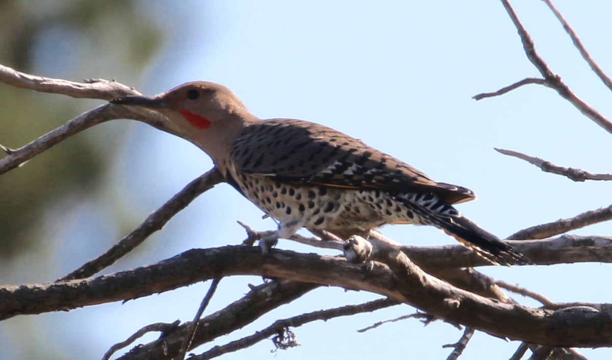 Northern Flicker (Yellow-shafted x Red-shafted) - ML70632831