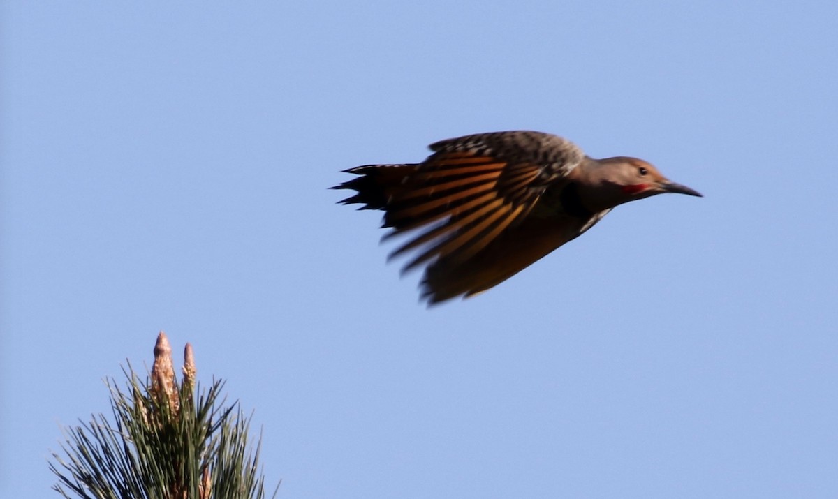 Northern Flicker (Yellow-shafted x Red-shafted) - ML70633131