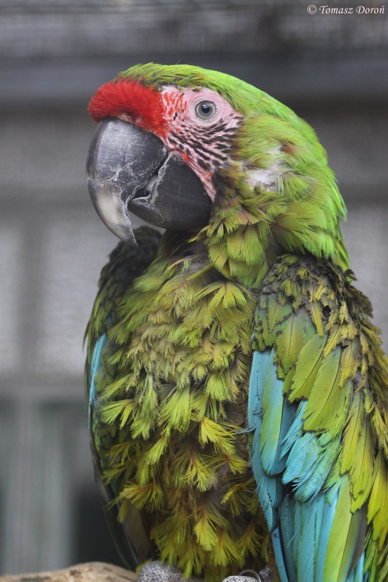 Great Green Macaw - Tomasz Doroń