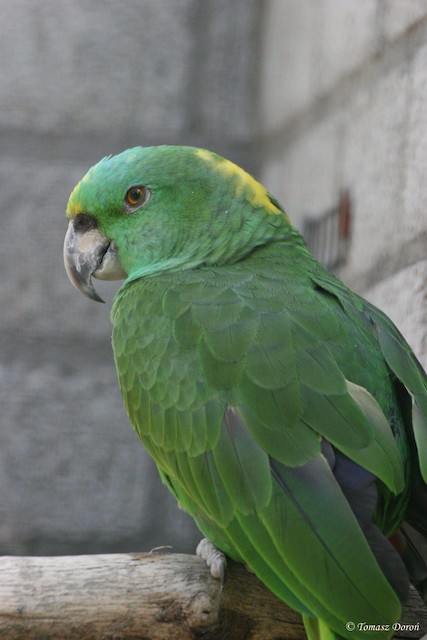 Photos - Yellow-naped Parrot - Amazona auropalliata - Birds of the World