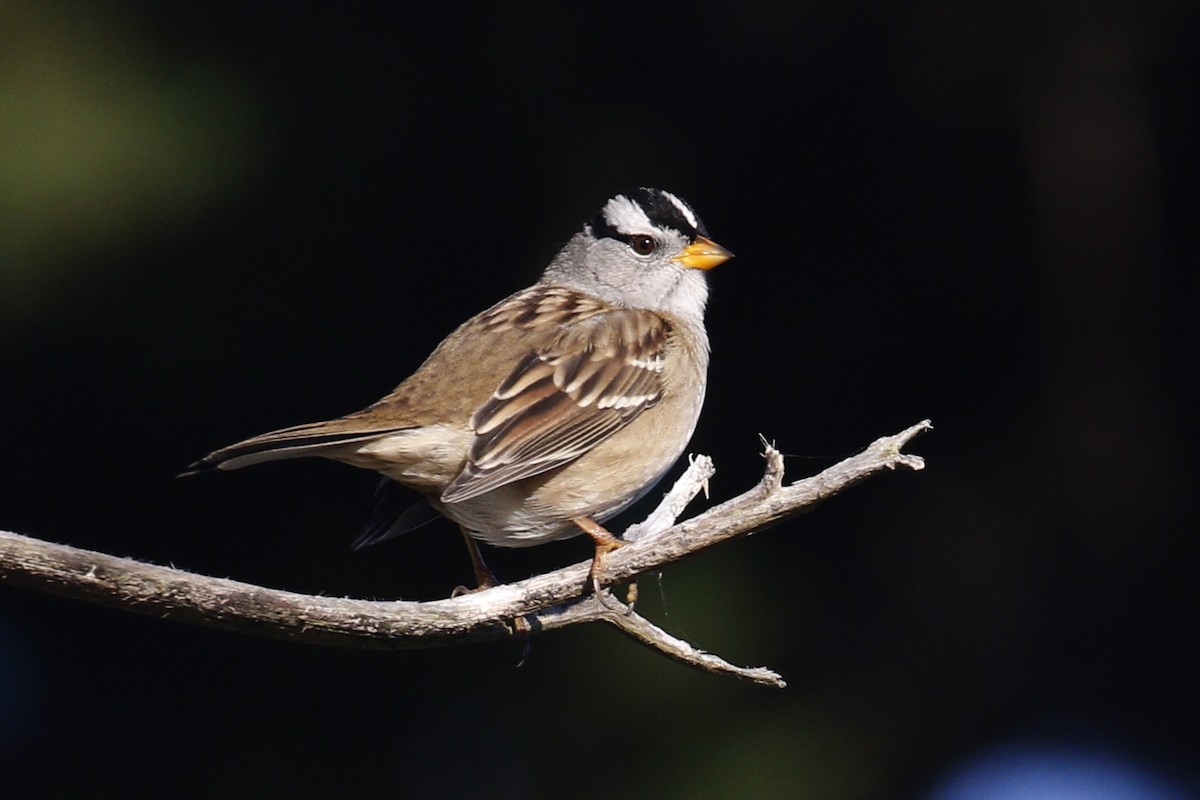 White-crowned Sparrow - ML70634381