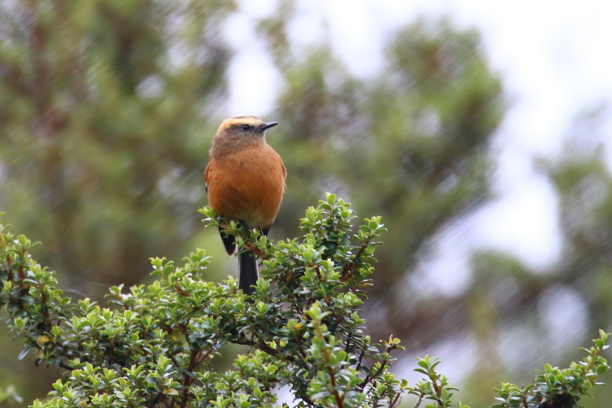 Brown-backed Chat-Tyrant - ML70634481