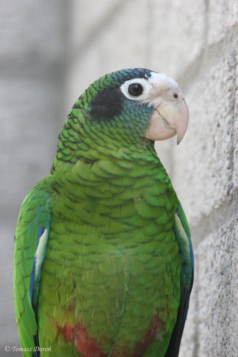 Hispaniolan Parrot - Tomasz Doroń