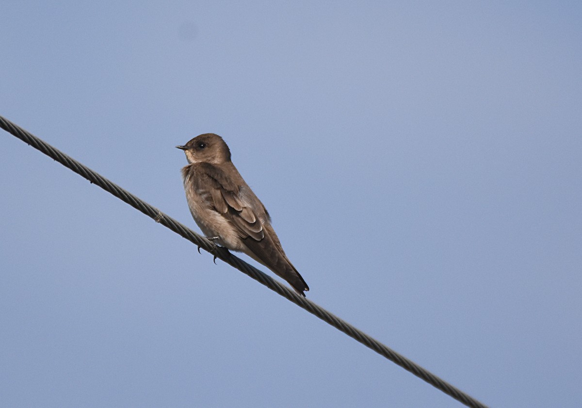 Northern Rough-winged Swallow - Glenn Wyatt
