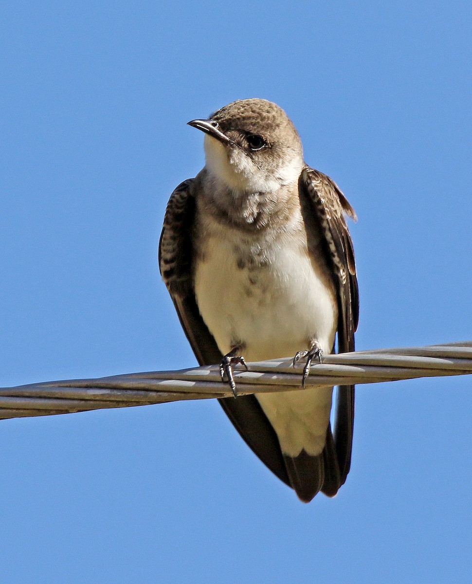 Brown-chested Martin (fusca) - Roger Ahlman