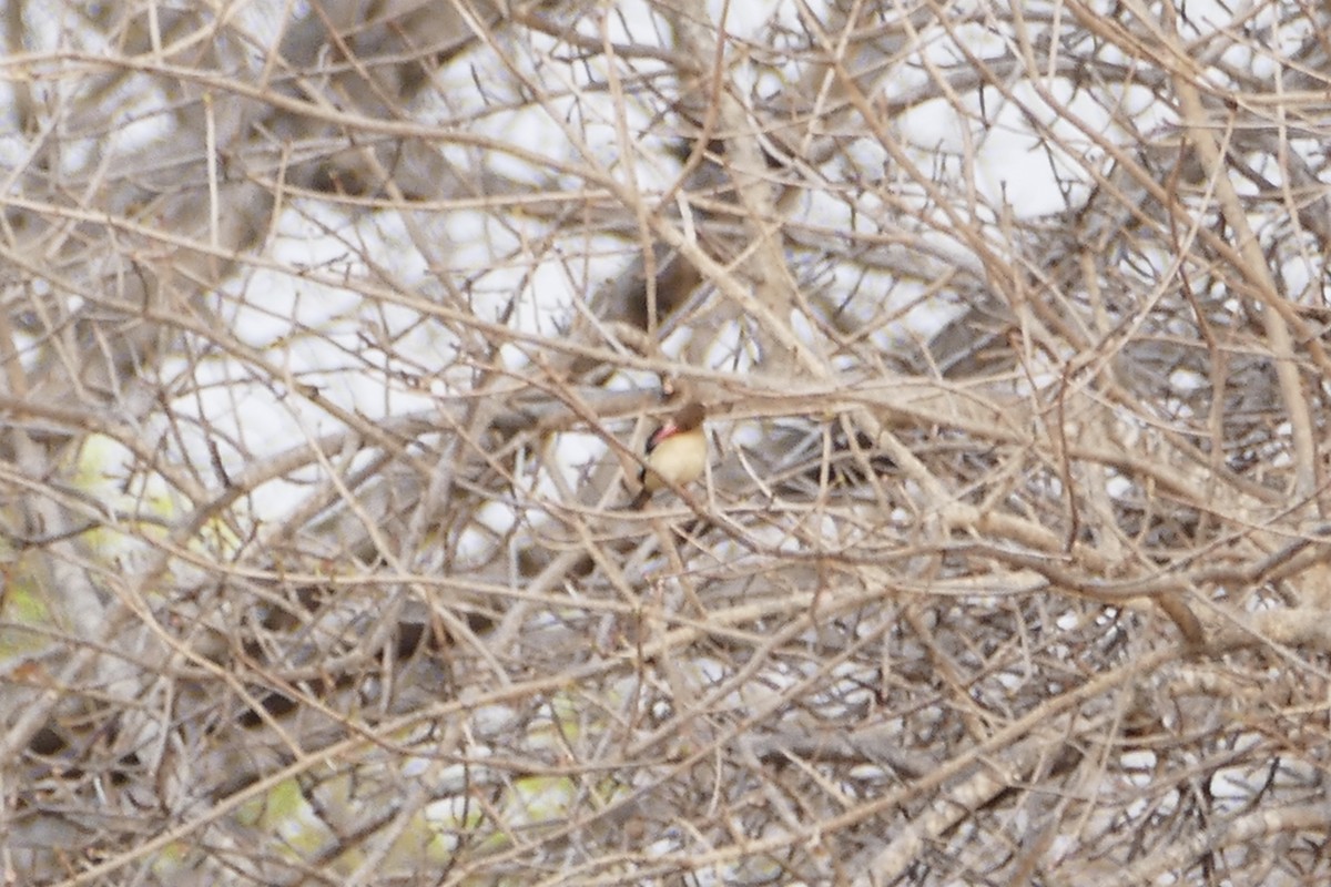 Brown-hooded Kingfisher - Peter Kaestner