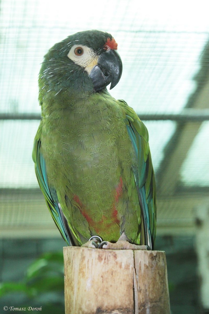 Blue-winged Macaw - Tomasz Doroń