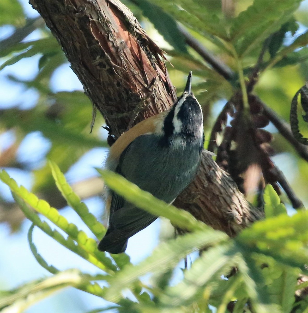 Red-breasted Nuthatch - ML70637201