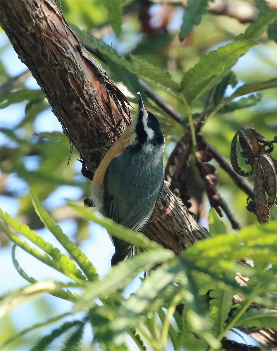 Red-breasted Nuthatch - ML70637211